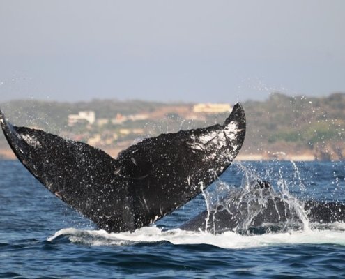 Ballenas en Puerto Vallarta