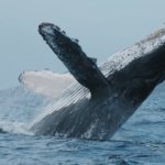 Ballenas en Puerto Vallarta