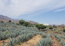 Tour a Tequila con cata y almuerzo